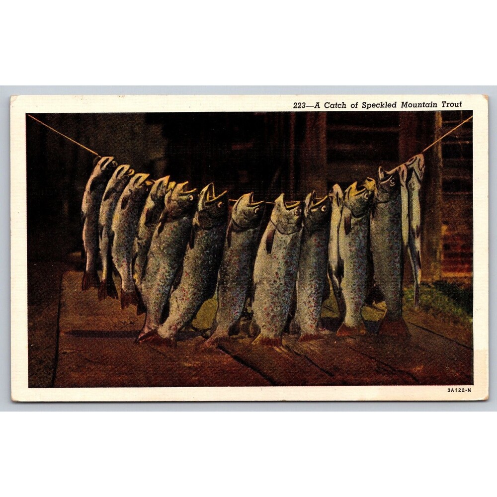 Vintage Linen Postcard A Catch of Speckled Mountain Trout Sanborn Denver 1943